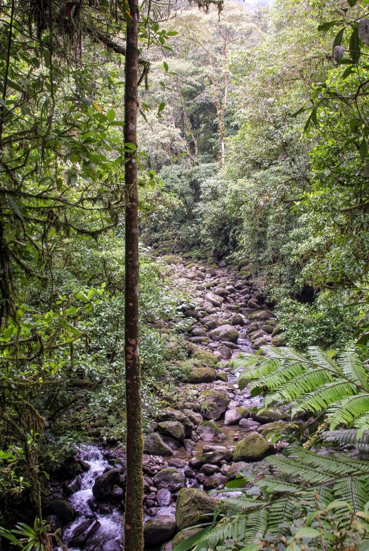 Braulio Carrillo National Park, Costa Rica 2013